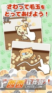 猫毛
