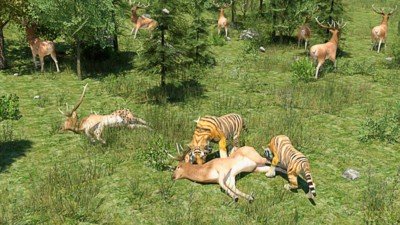 野生老虎模拟器 版本：v1.6