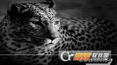 3D野生雪豹游戏 v1.6 安卓版