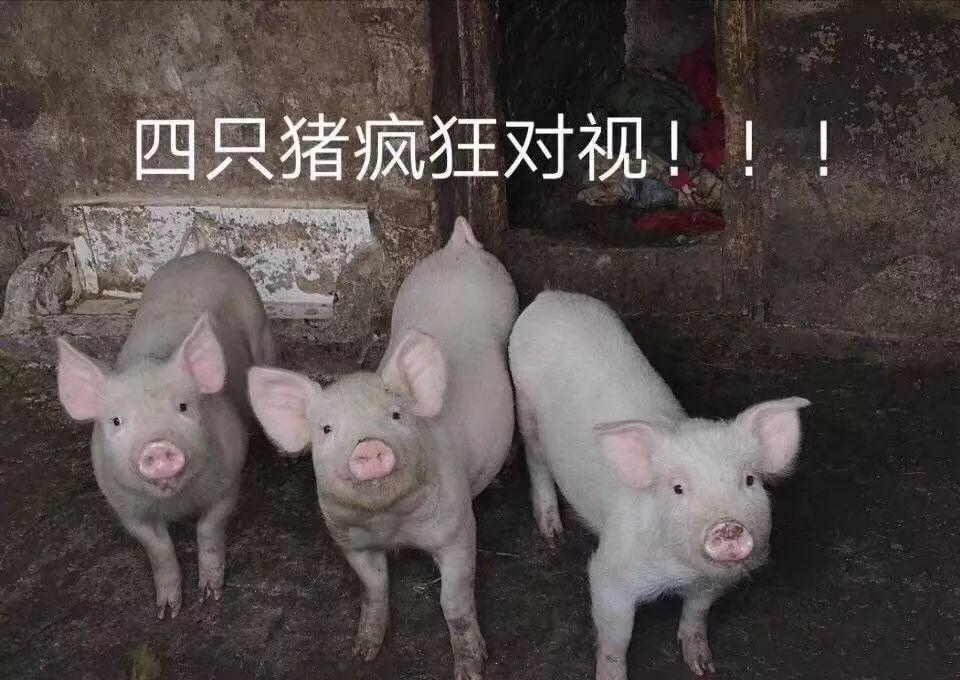 四只猪在对视表情包gif截图2