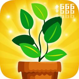 盆栽培植放置