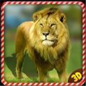 野生狮子愤怒报复