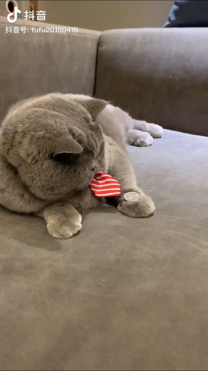 猫爪盖硬币表情包gif动态图.jpg