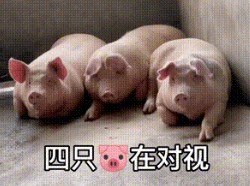 四只猪在对视表情包gif截图0