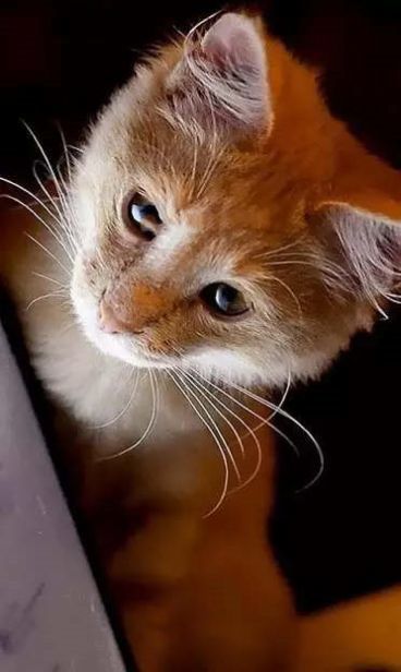 小猫壁纸.jpg