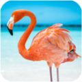 火烈鸟模拟器游戏安卓官方版 