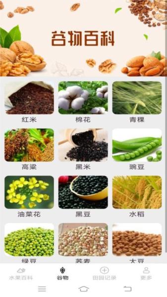 掌上果果多图片