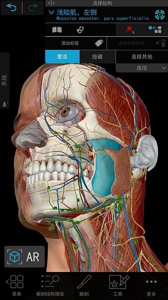 3D人体解剖图片