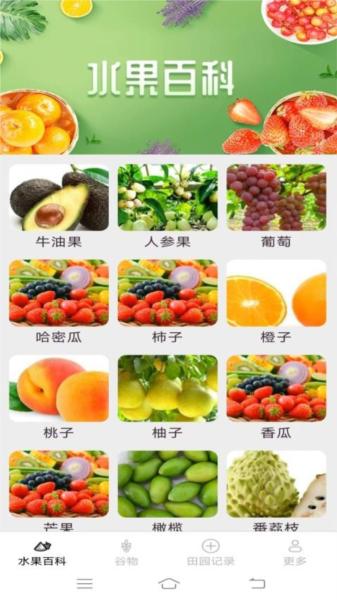 掌上果果多图片
