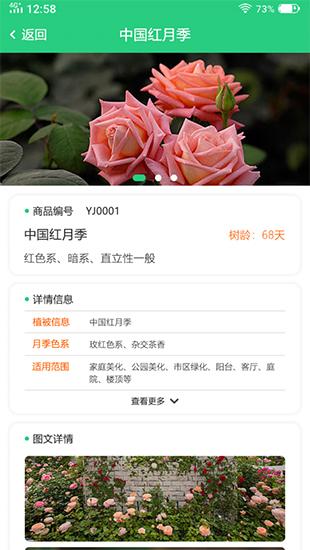 玉苗图片