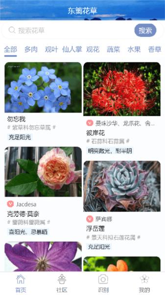 东篱花草图片1