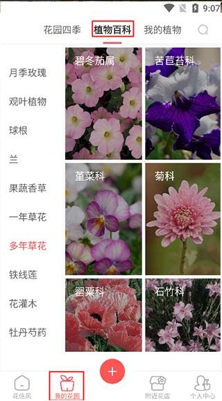 花信3