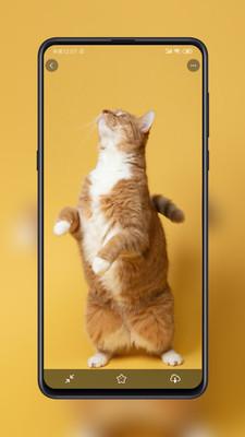 纸塘壁纸最新版  v5.4.2