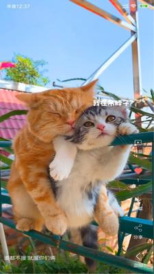 安果视频壁纸免费版  v3.2.4