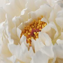 花园漫步壁纸免费版