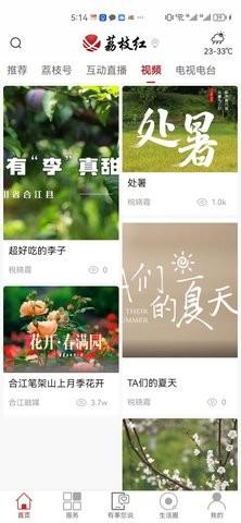 合江荔枝红资讯
