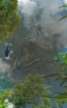 鱼池动态壁纸 v6.2.1