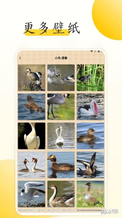 小鸟壁纸大全 v3.5.3