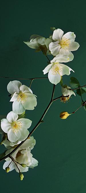 小米澎湃OS主题软件 v3.1.2