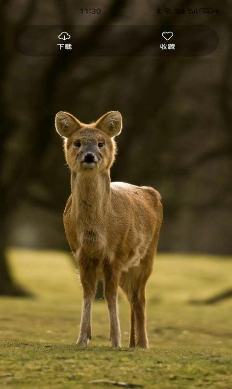 梦金壁纸软件免费版下载 v1.0.2 v5.4.4