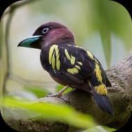 小鸟电视电视盒子v5.2.0 安卓版