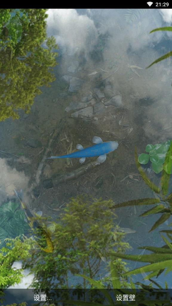 锦鲤鱼池动态壁纸免费版2.01最新版手机版 v5.1.3