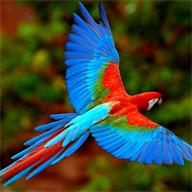 鹦鹉说话教材软件v1.0.8 安卓免费版