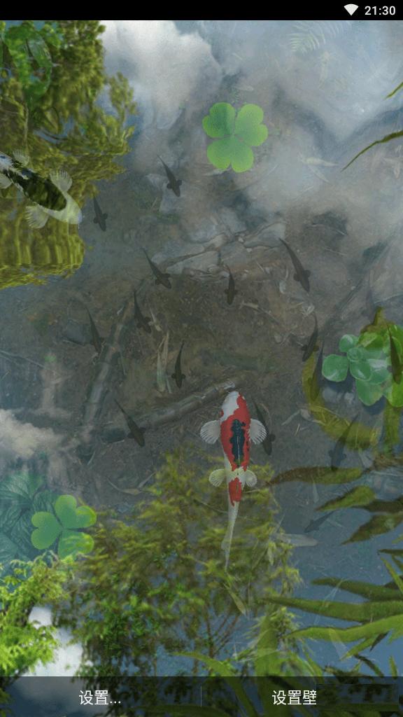 锦鲤鱼池动态壁纸免费版2.01最新版手机版 v5.1.3